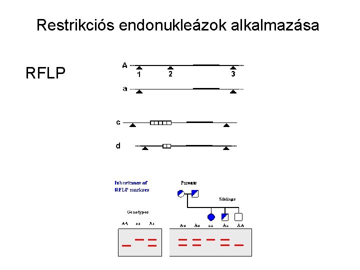 Restrikciós endonukleázok alkalmazása RFLP 