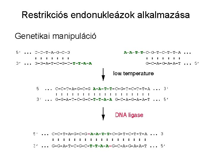 Restrikciós endonukleázok alkalmazása Genetikai manipuláció 