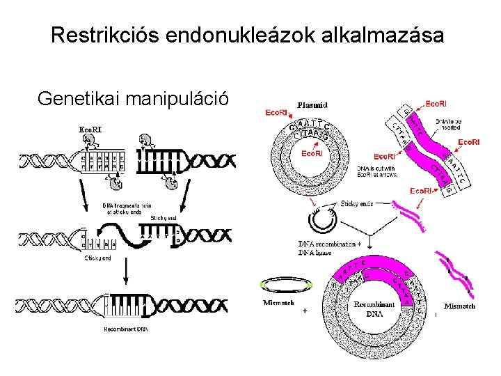 Restrikciós endonukleázok alkalmazása Genetikai manipuláció 