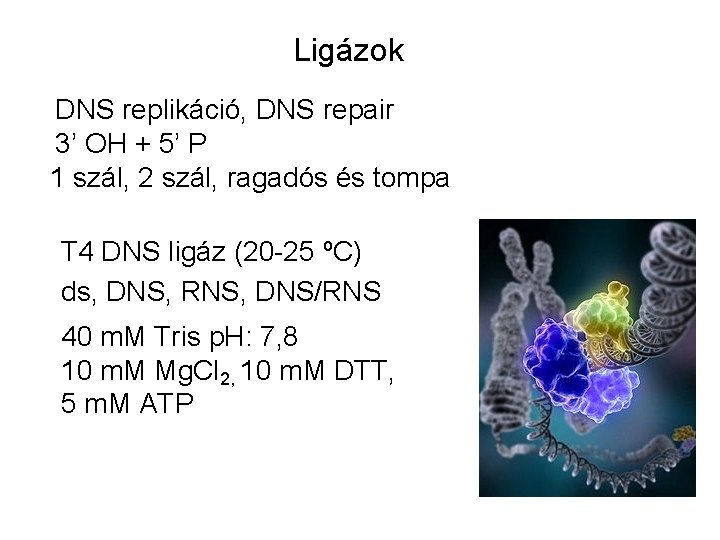 Ligázok DNS replikáció, DNS repair 3’ OH + 5’ P 1 szál, 2 szál,