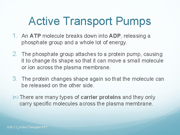 Active Transport Pumps 1. An ATP molecule breaks down into ADP, releasing a phosphate