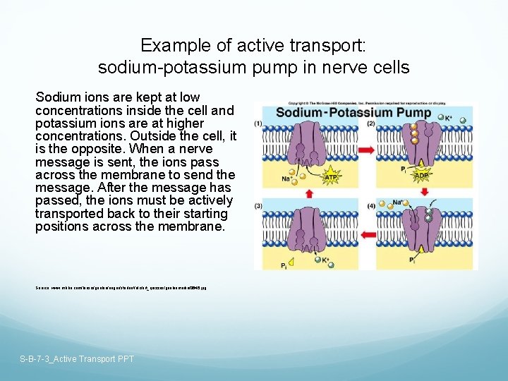 Example of active transport: sodium-potassium pump in nerve cells Sodium ions are kept at