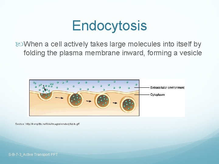 Endocytosis When a cell actively takes large molecules into itself by folding the plasma