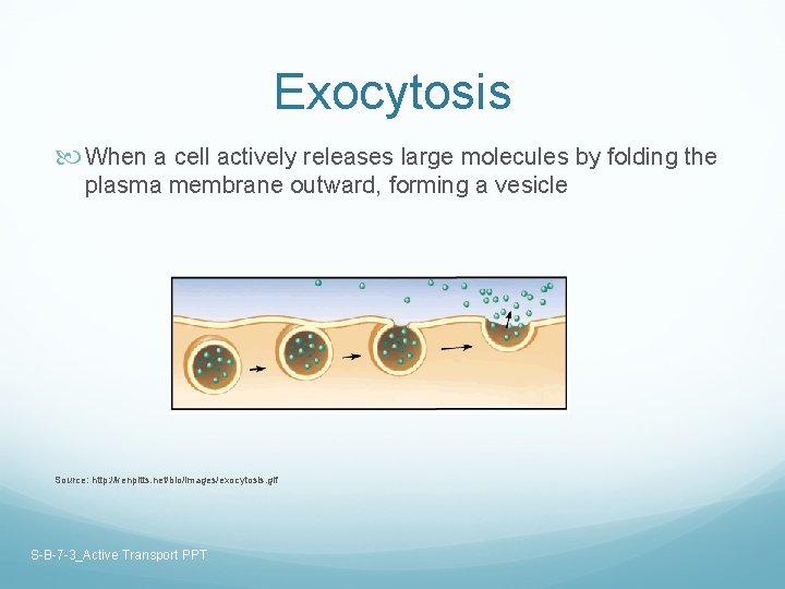 Exocytosis When a cell actively releases large molecules by folding the plasma membrane outward,