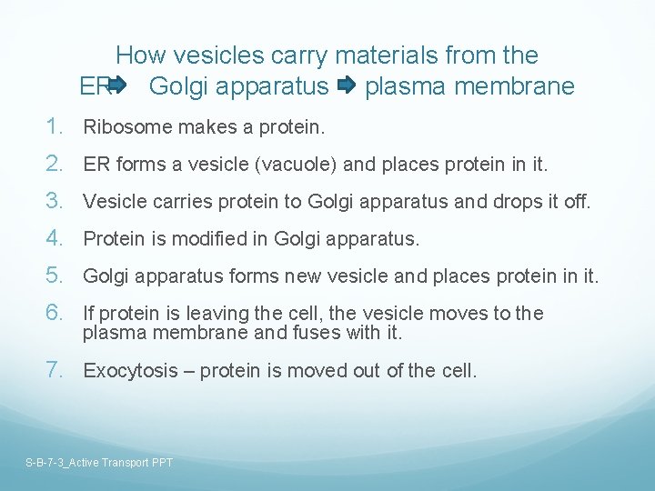 How vesicles carry materials from the ER Golgi apparatus plasma membrane 1. Ribosome makes