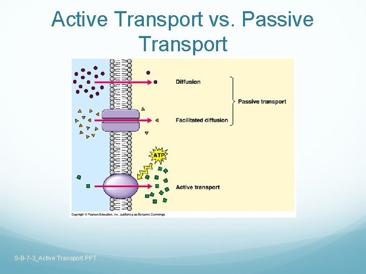 Active Transport vs. Passive Transport S-B-7 -3_Active Transport PPT 