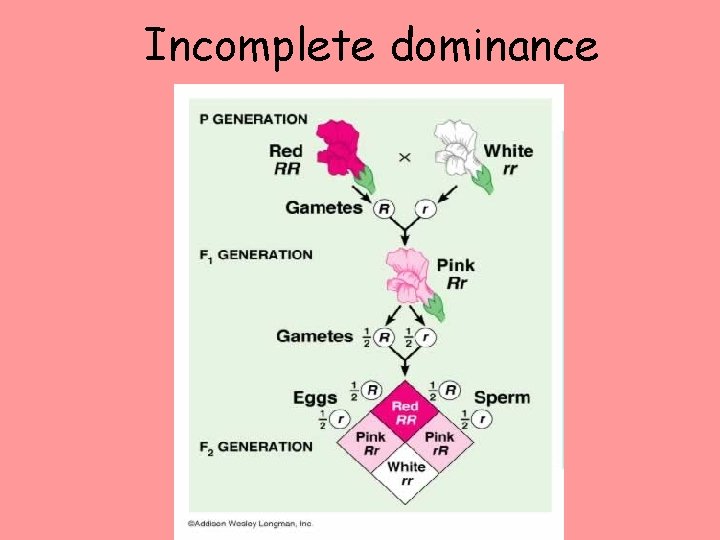 Incomplete dominance 