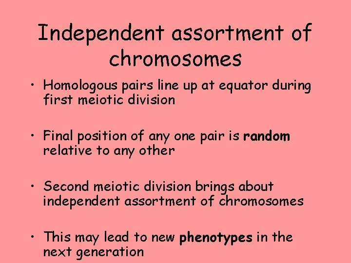 Independent assortment of chromosomes • Homologous pairs line up at equator during first meiotic
