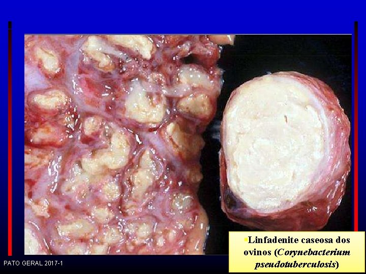 PATO GERAL 2017 -1 Linfadenite caseosa dos ovinos (Corynebacterium pseudotuberculosis) 