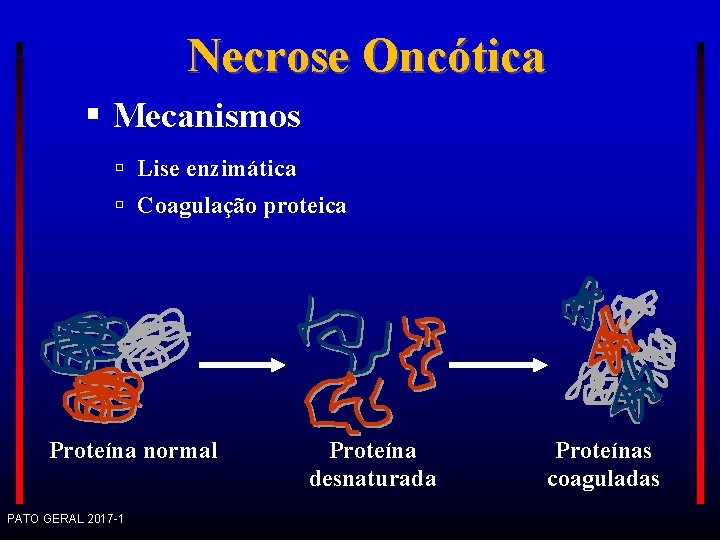 Necrose Oncótica Mecanismos Lise enzimática Coagulação proteica Proteína normal PATO GERAL 2017 -1 Proteína