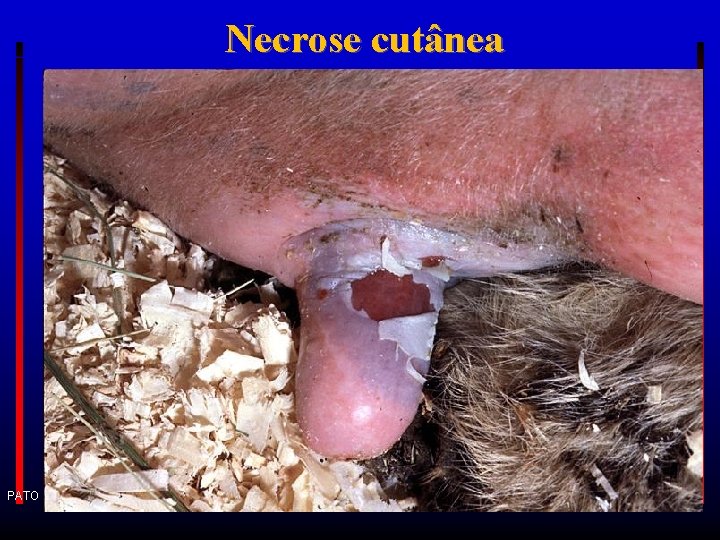 Necrose cutânea PATO GERAL 2017 -1 