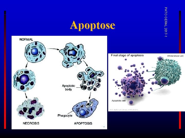 PATO GERAL 2017 -1 Apoptose 