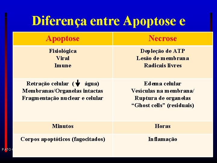 Diferença entre Apoptose Necrose Fisiológica Viral Imune Depleção de ATP Lesão de membrana Radicais