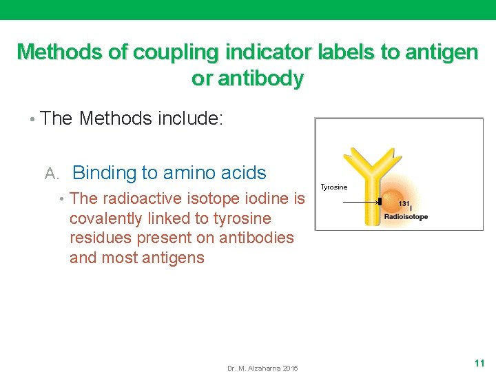 Methods of coupling indicator labels to antigen or antibody • The Methods include: A.