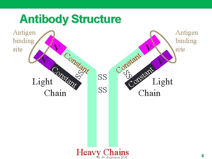 Antibody Structure V V Co ns t tan Light t Chain t n a