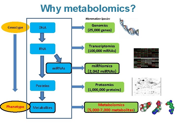 Why metabolomics? Mammalian Species Genotype DNA Genomics (25, 000 genes) RNA Transcriptomics (100, 000