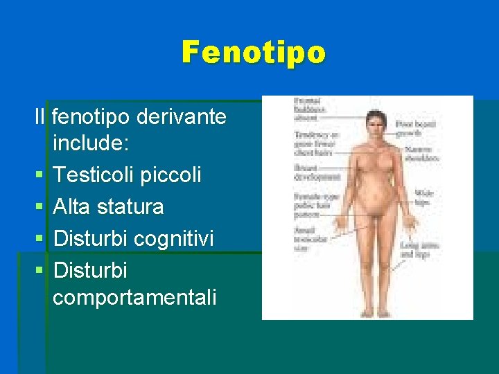 Fenotipo Il fenotipo derivante include: § Testicoli piccoli § Alta statura § Disturbi cognitivi