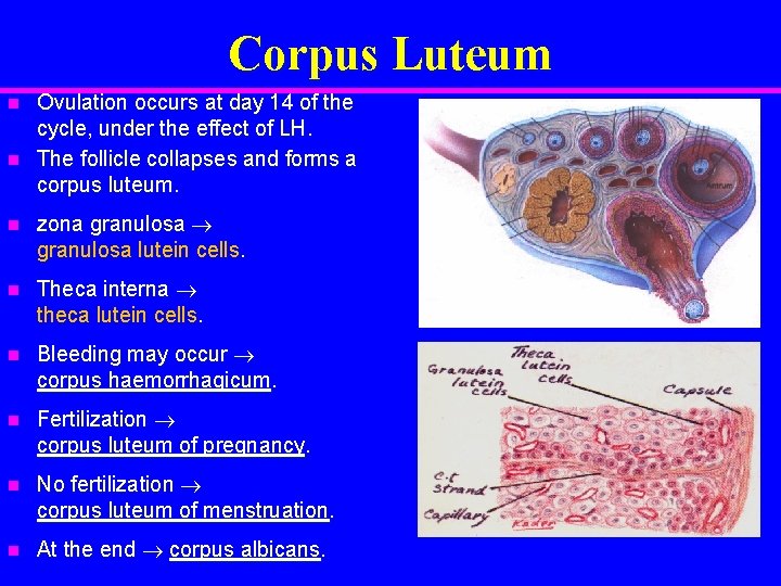 Corpus Luteum n n Ovulation occurs at day 14 of the cycle, under the