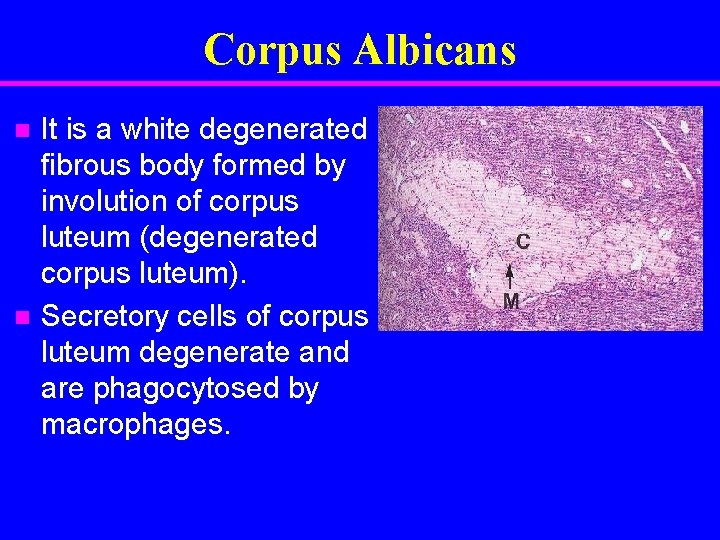 Corpus Albicans It is a white degenerated fibrous body formed by involution of corpus