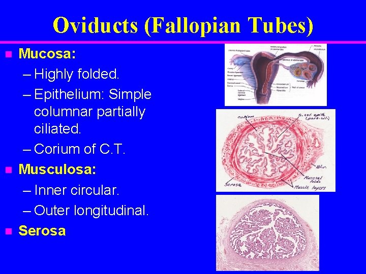 Oviducts (Fallopian Tubes) n n n Mucosa: – Highly folded. – Epithelium: Simple columnar