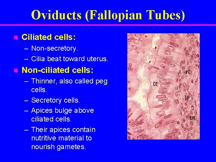 Oviducts (Fallopian Tubes) n Ciliated cells: – Non-secretory. – Cilia beat toward uterus. n