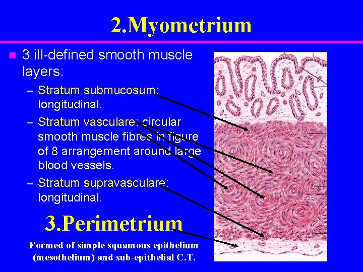 2. Myometrium n 3 ill-defined smooth muscle layers: – Stratum submucosum: longitudinal. – Stratum