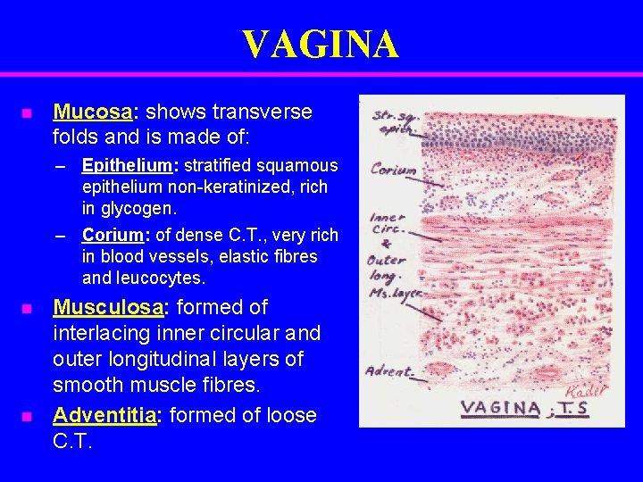 VAGINA n Mucosa: shows transverse folds and is made of: – Epithelium: stratified squamous