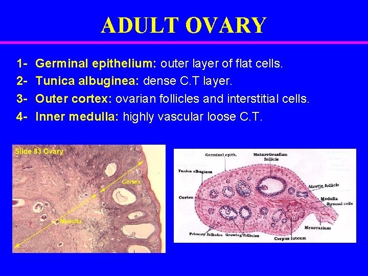 ADULT OVARY 1234 - Germinal epithelium: outer layer of flat cells. Tunica albuginea: dense