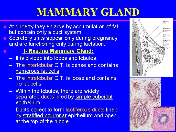 MAMMARY GLAND n n n At puberty they enlarge by accumulation of fat, but
