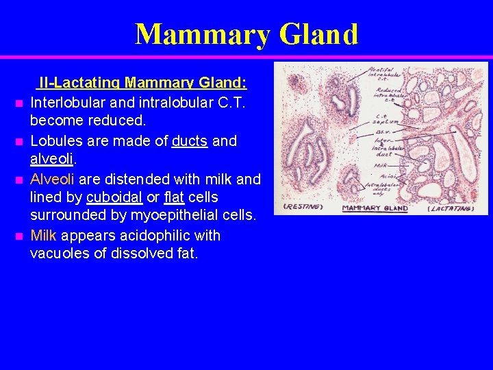 Mammary Gland n n II-Lactating Mammary Gland: Interlobular and intralobular C. T. become reduced.