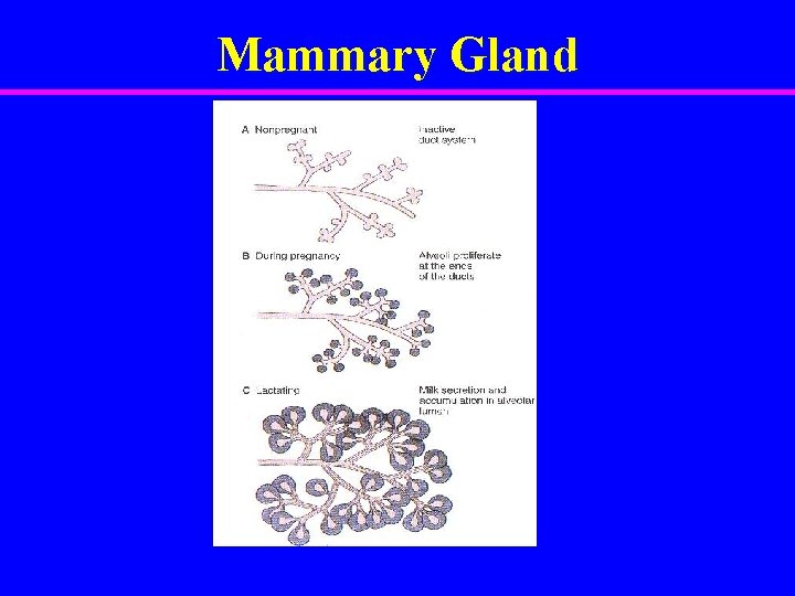 Mammary Gland 