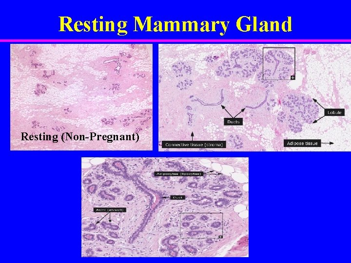 Resting Mammary Gland Resting (Non-Pregnant) 