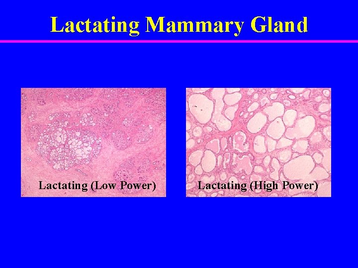Lactating Mammary Gland Lactating (Low Power) Lactating (High Power) 