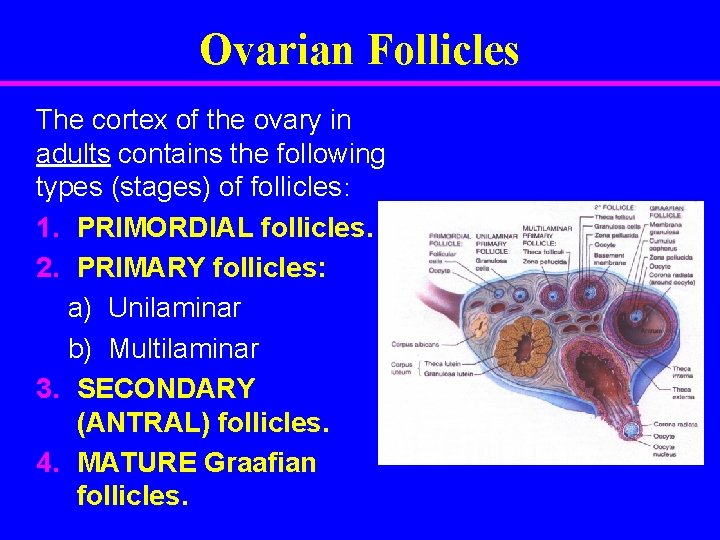 Ovarian Follicles The cortex of the ovary in adults contains the following types (stages)