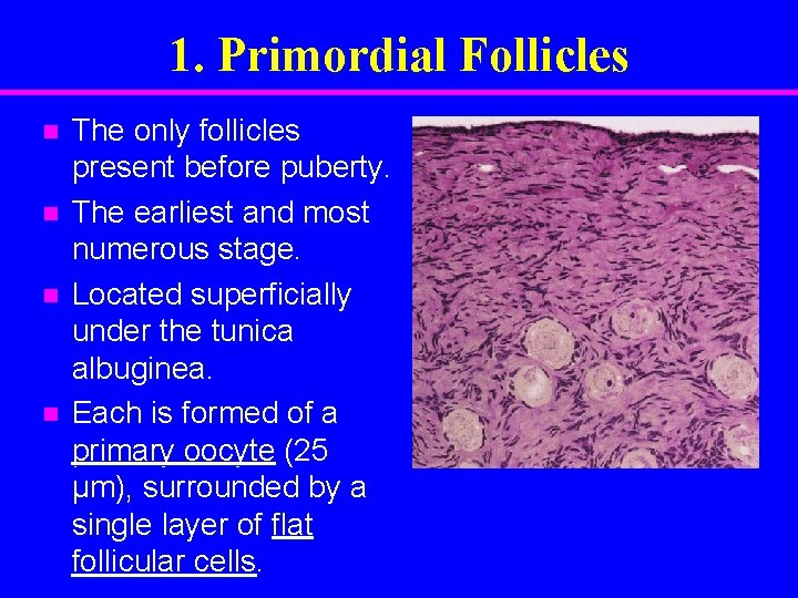 1. Primordial Follicles n n The only follicles present before puberty. The earliest and