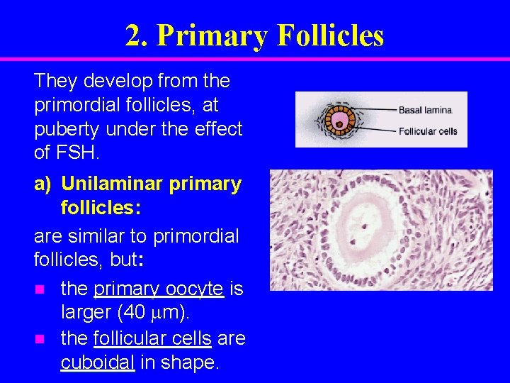 2. Primary Follicles They develop from the primordial follicles, at puberty under the effect