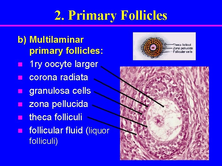 2. Primary Follicles b) Multilaminar primary follicles: n 1 ry oocyte larger n corona