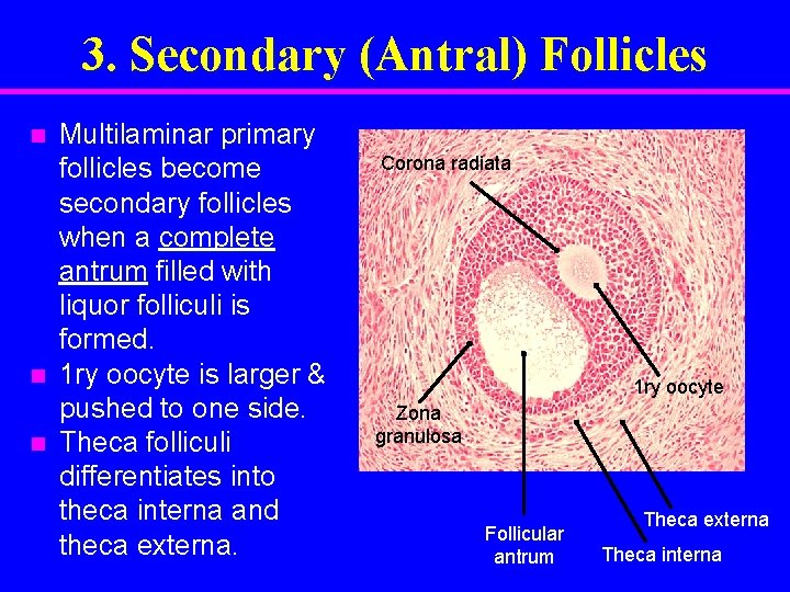 3. Secondary (Antral) Follicles n n n Multilaminar primary follicles become secondary follicles when