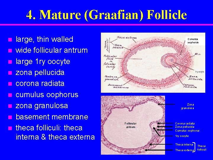 4. Mature (Graafian) Follicle n n n n n large, thin walled wide follicular