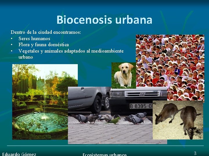 Biocenosis urbana Dentro de la ciudad encontramos: • Seres humanos • Flora y fauna