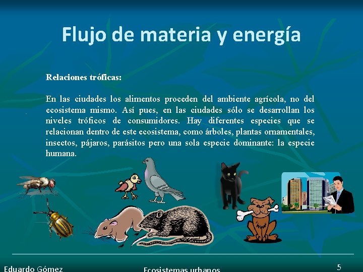 Flujo de materia y energía Relaciones tróficas: En las ciudades los alimentos proceden del