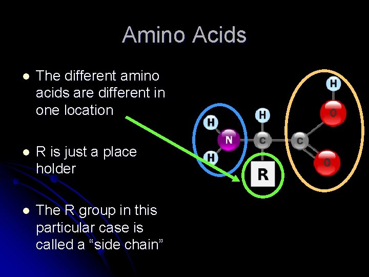 Amino Acids l The different amino acids are different in one location l R