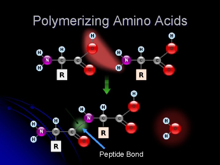 Polymerizing Amino Acids Peptide Bond 