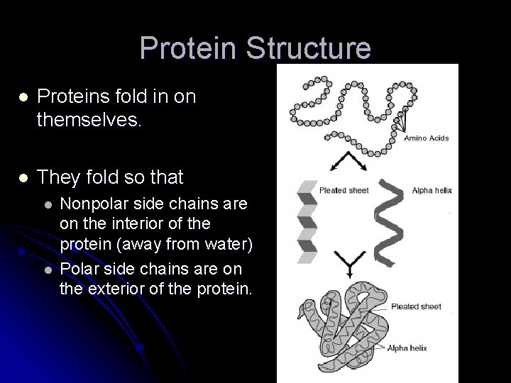 Protein Structure l Proteins fold in on themselves. l They fold so that l