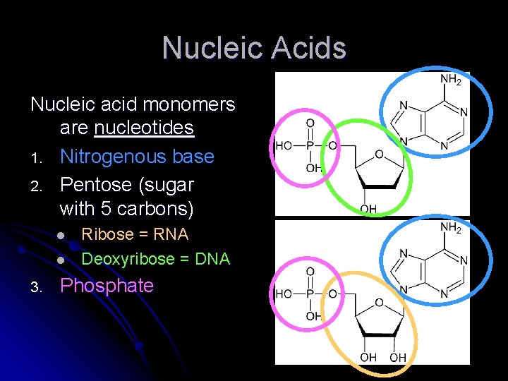 Nucleic Acids Nucleic acid monomers are nucleotides 1. Nitrogenous base 2. Pentose (sugar with