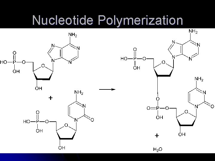 Nucleotide Polymerization 
