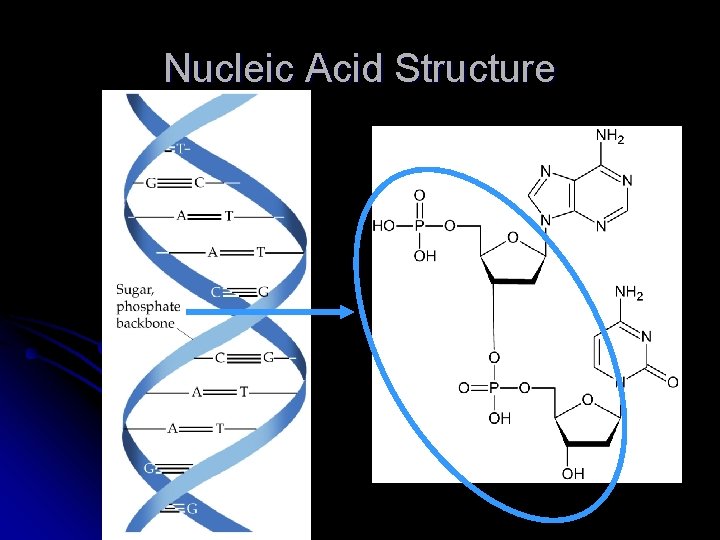 Nucleic Acid Structure 