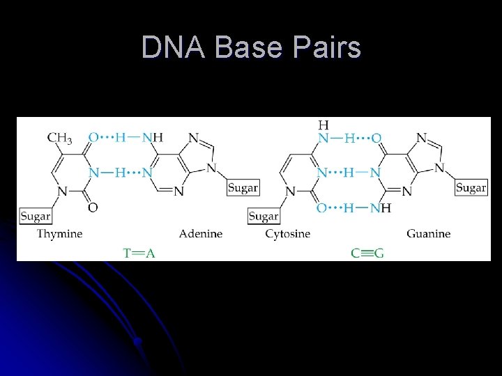 DNA Base Pairs 