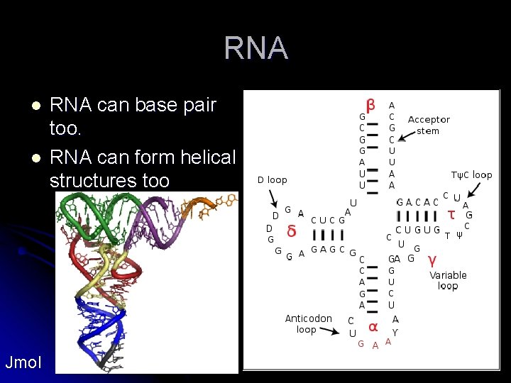 RNA l l Jmol RNA can base pair too. RNA can form helical structures