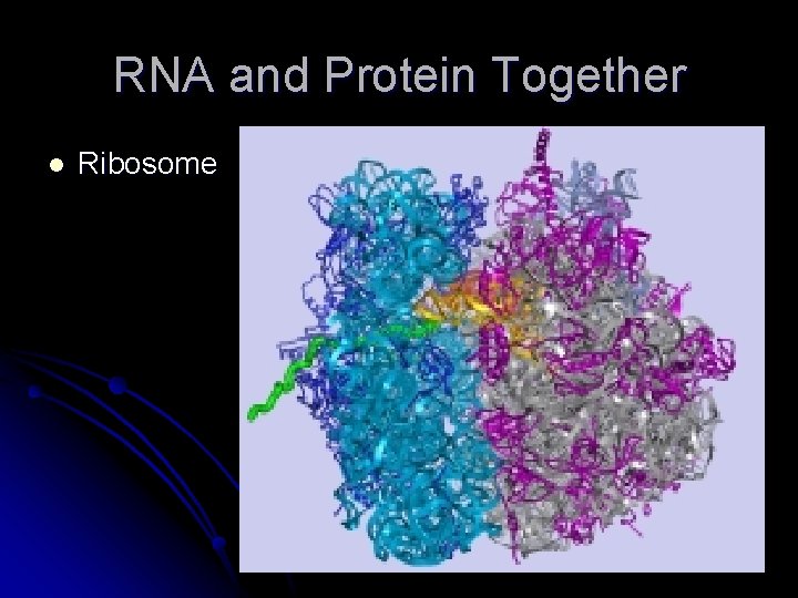 RNA and Protein Together l Ribosome 